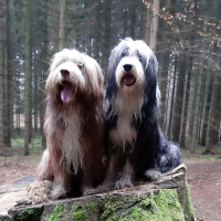 Bearded Collies - Ove and Henry